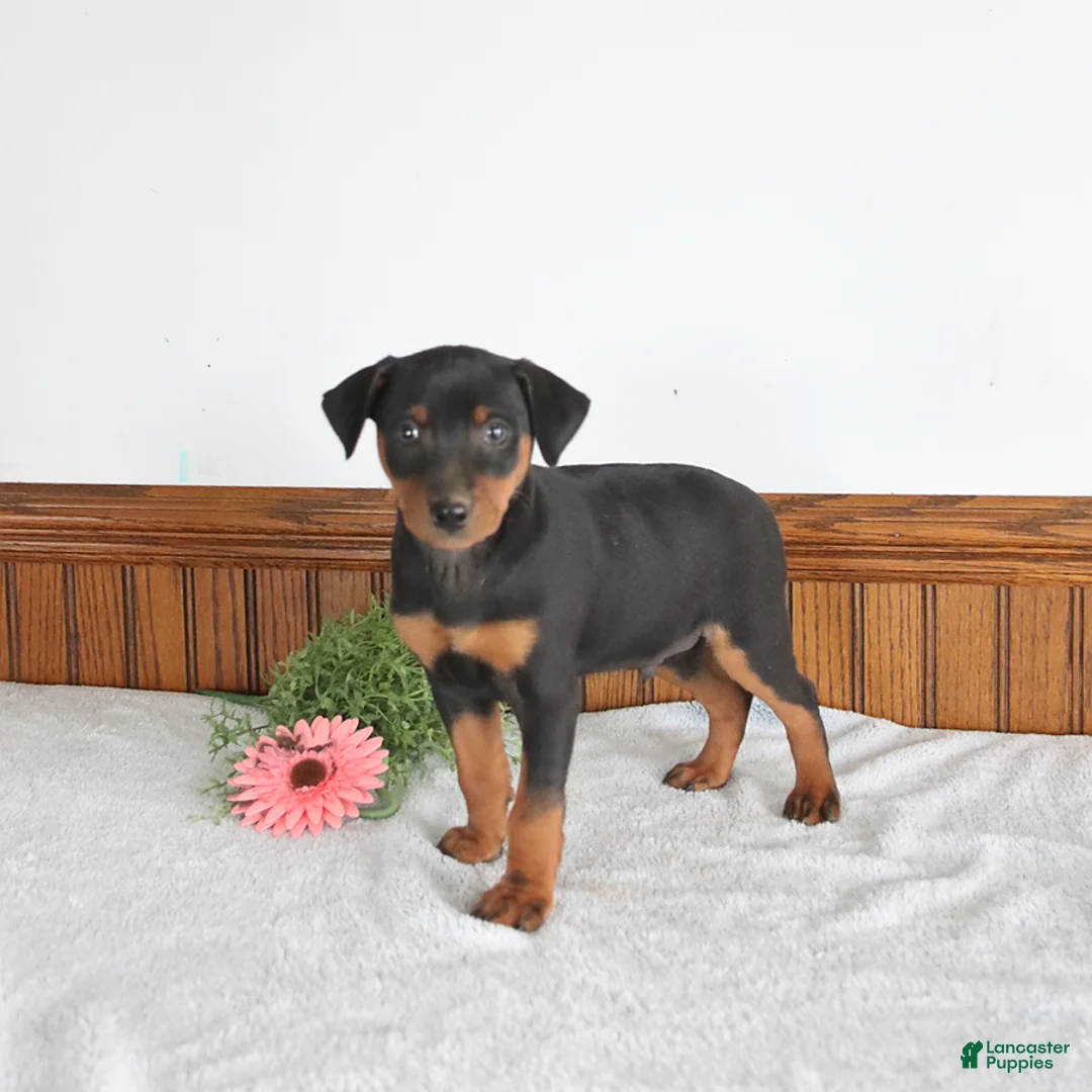 Miniature Pinscher dogs for sale: Jagger - Ad 2