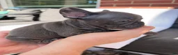 French Bulldog dogs for sale: French Bulldog 2 - Ad 1