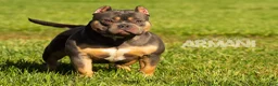 American Bully dogs for sale: Armani - Ad 1