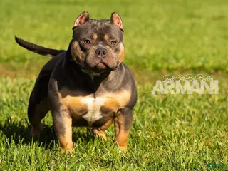 American Bully dogs for sale: Armani - Ad 4
