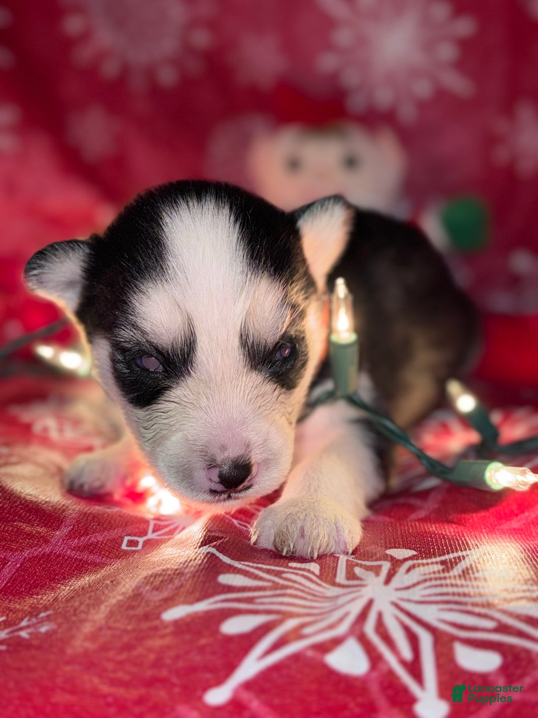 Siberian Husky dogs for sale: ORANGE - Ad 1