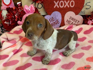 Dachshund dogs sally - Ad 28