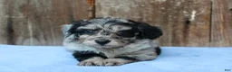 Aussiedoodle dogs for sale: Chrissy - Ad 3