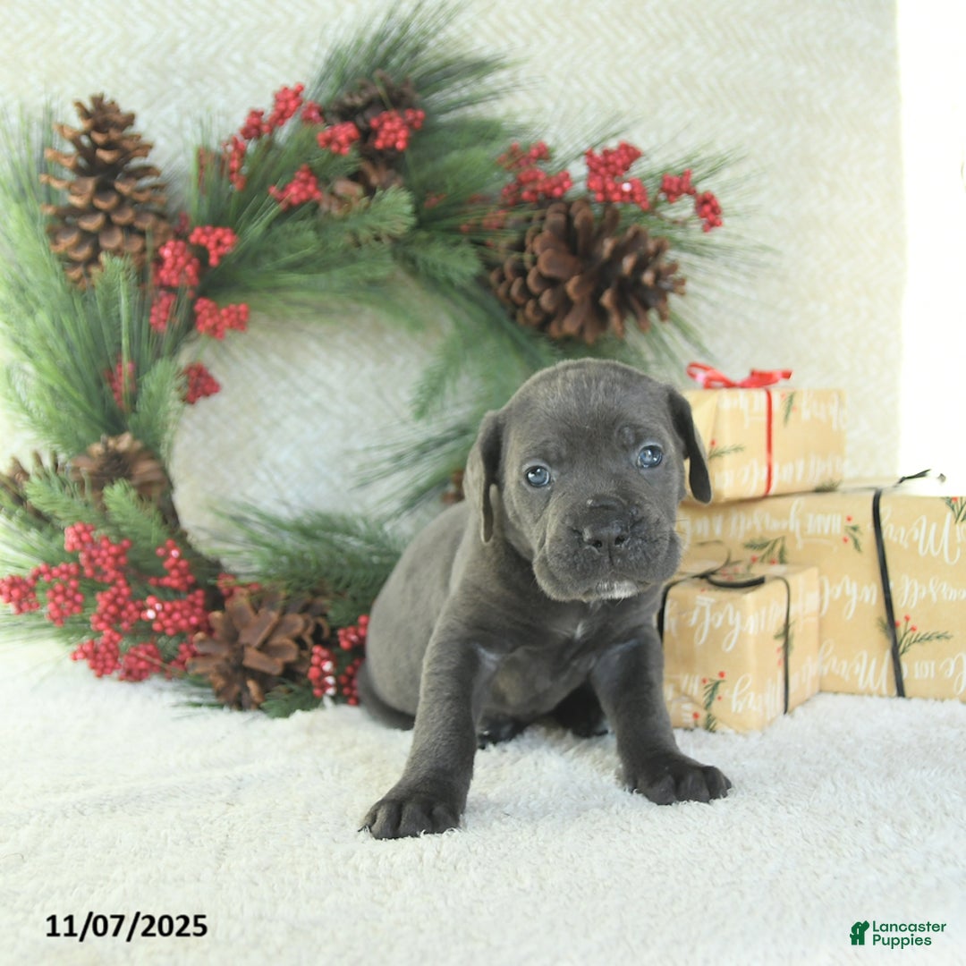 Cane Corso dogs for sale: Zane - Ad 13