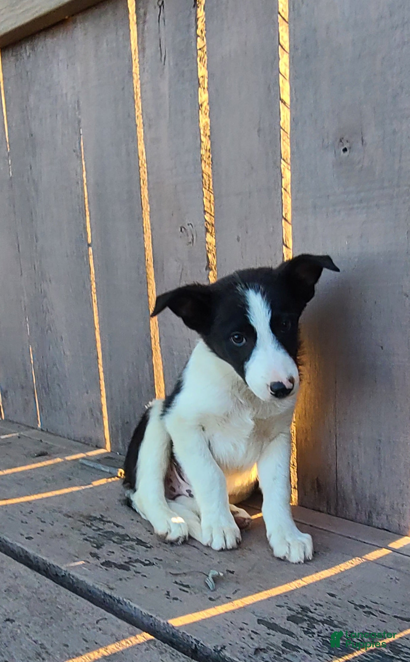 Short Hair Week Old Collie Puppy Border Collie Puppies For Sale In