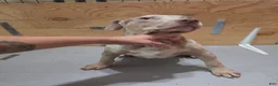 American Bully dogs for sale: American Bully 4 female - Ad 3