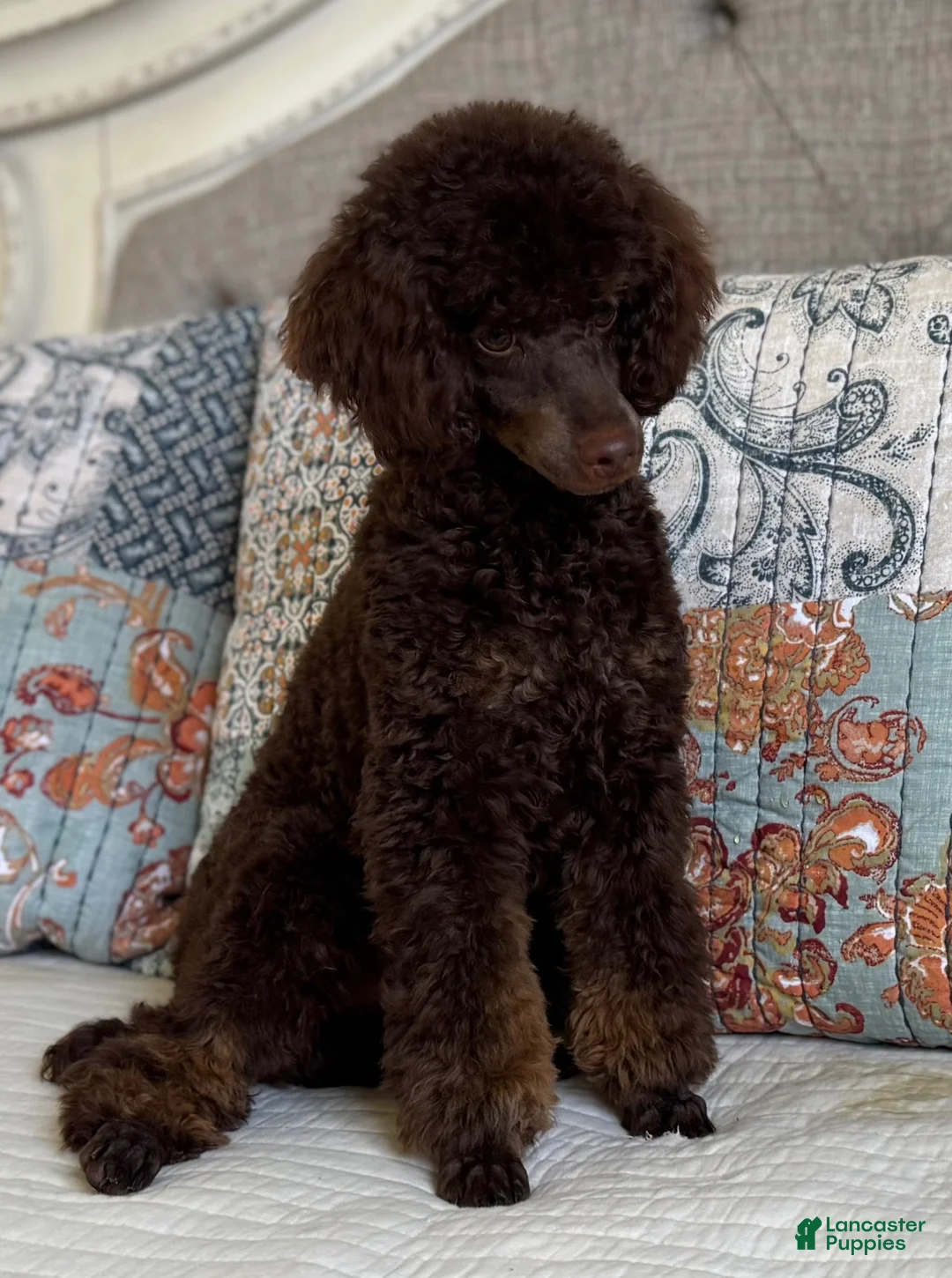 Miniature Poodle dogs for sale: Phineas - Ad 12