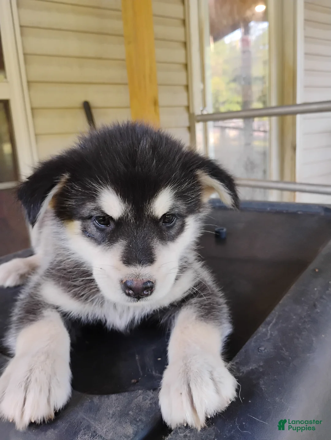 Alaskan Malamute dogs for sale: Alaskan Malamute Puppy 10 - Ad 1