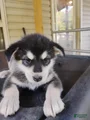 Alaskan Malamute Puppy 10
