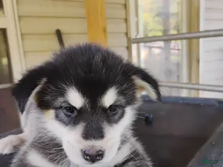 Alaskan Malamute dogs Alaskan Malamute Puppy 10 - Ad 4