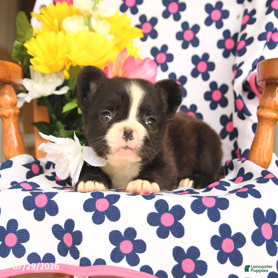 French Bulldog dogs Bear - Ad 2