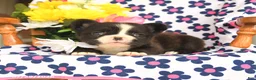 French Bulldog dogs for sale: Bear - Ad 2