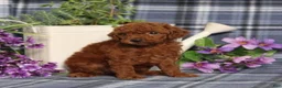 Miniature Poodle dogs for sale: Trisha - Ad 5