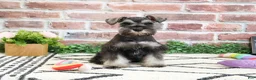 Miniature Schnauzer dogs for sale: Hannah - Ad 5