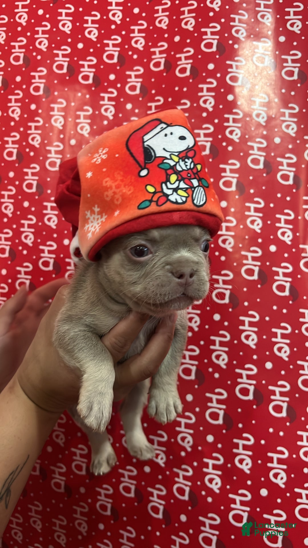 French Bulldog dogs for sale: Ari - Ad 1