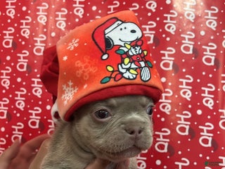 French Bulldog dogs Ari - Ad 14