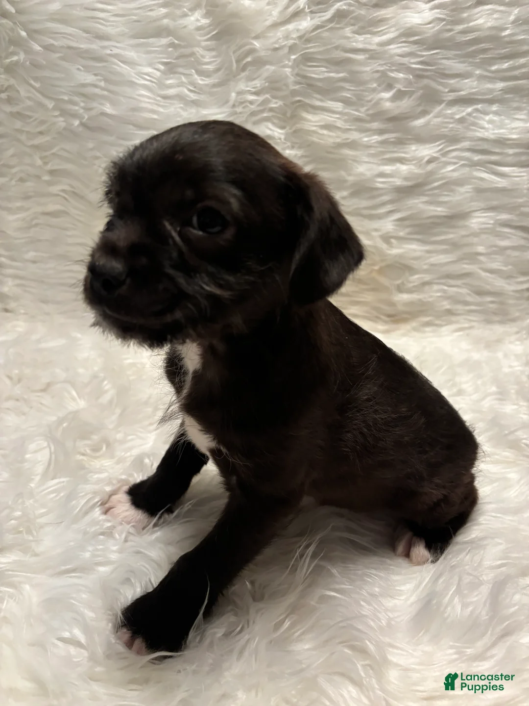 Mixed Breed dogs for sale: Mixed Breed Puppy 5 - Ad 2