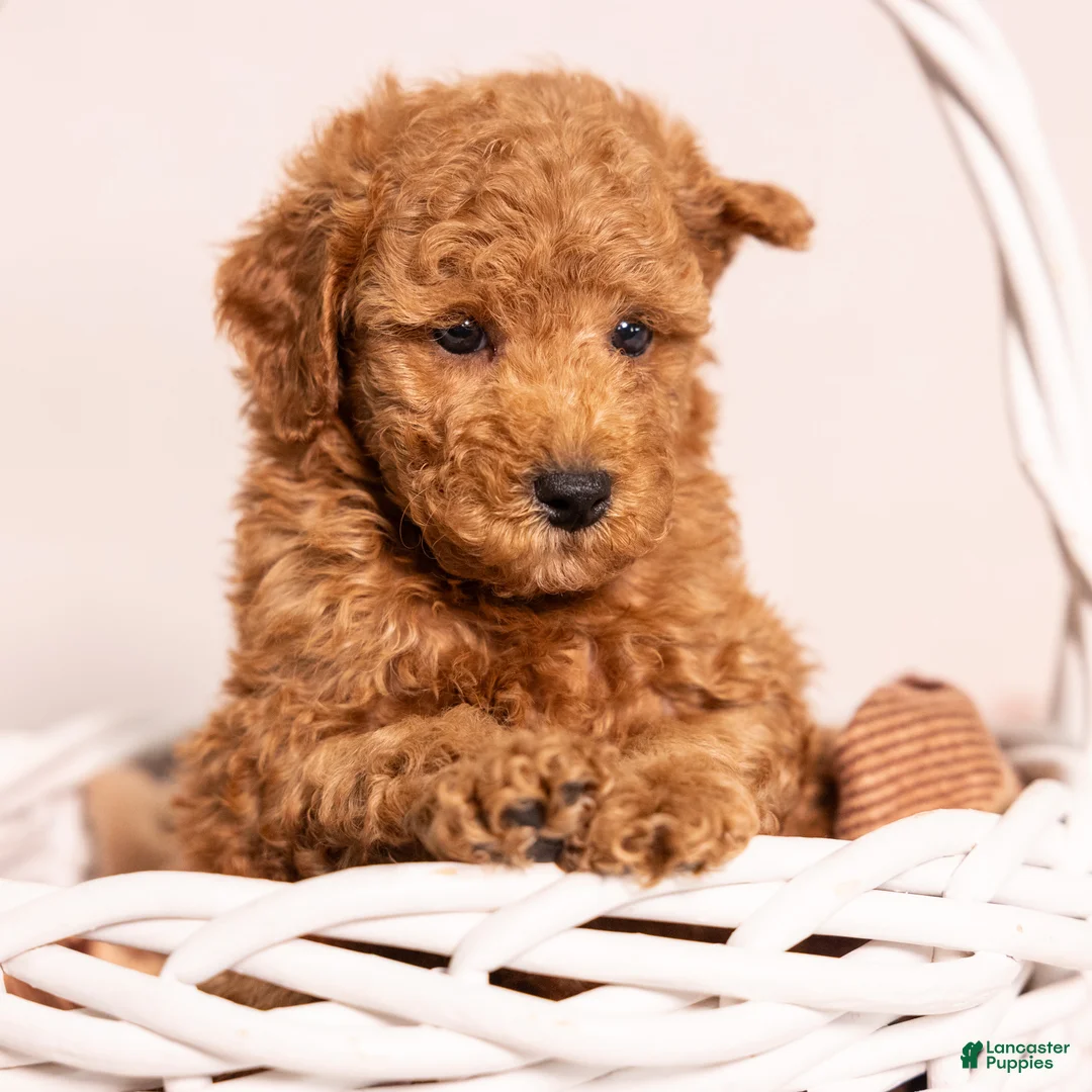 Miniature Poodle dogs for sale: Oliver - Ad 1
