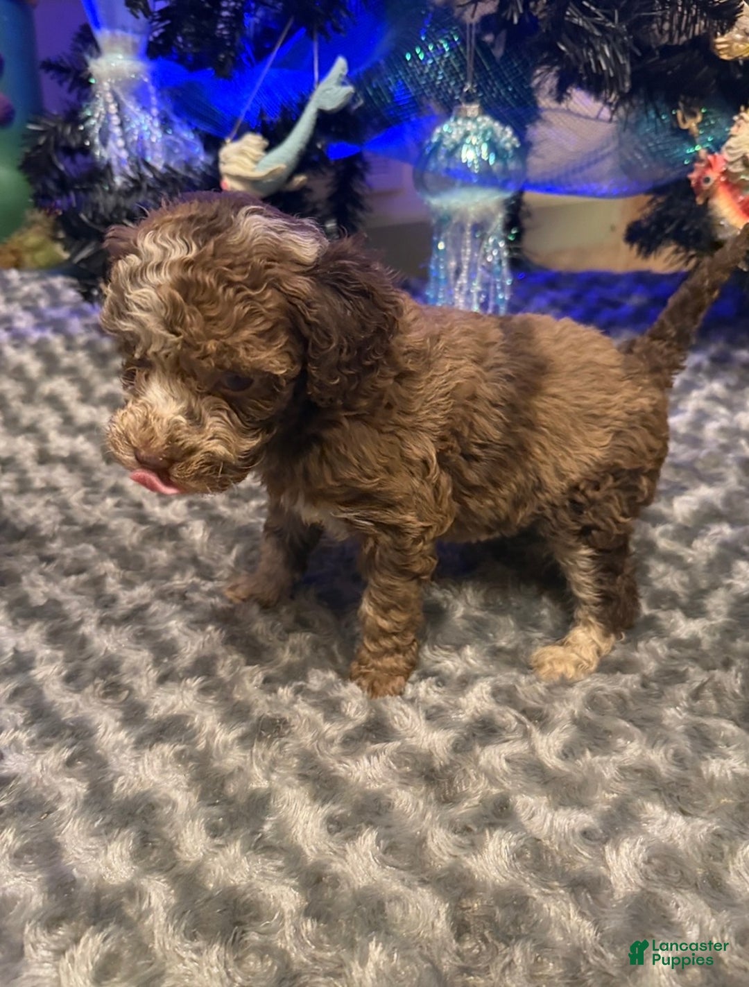 Labradoodle dogs for sale: Labradoodle Puppy 6 - Ad 2