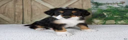 Bernese Mountain Dog dogs for sale: Esmea - Ad 6