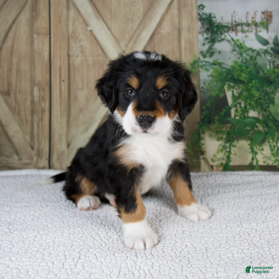 Bernese Mountain Dog dogs for sale: Esmea - Ad 6