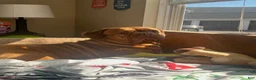 Dogue De Bordeaux dogs for sale: Dogue De Bordeaux Puppy 5 - Ad 74