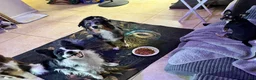Mixed Breed dogs for sale: Blue - Ad 10