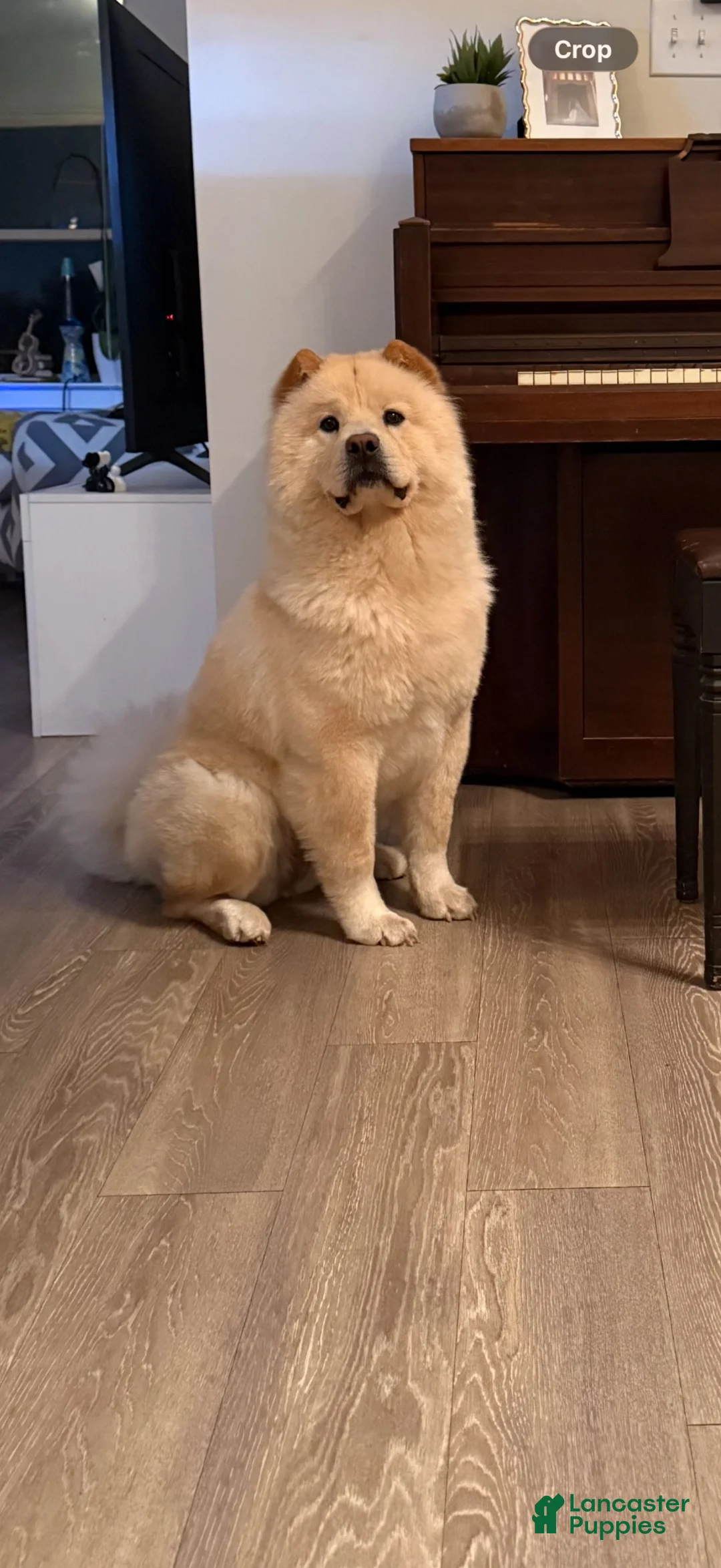 Chow Chow dogs for sale: Ferox - Ad 4
