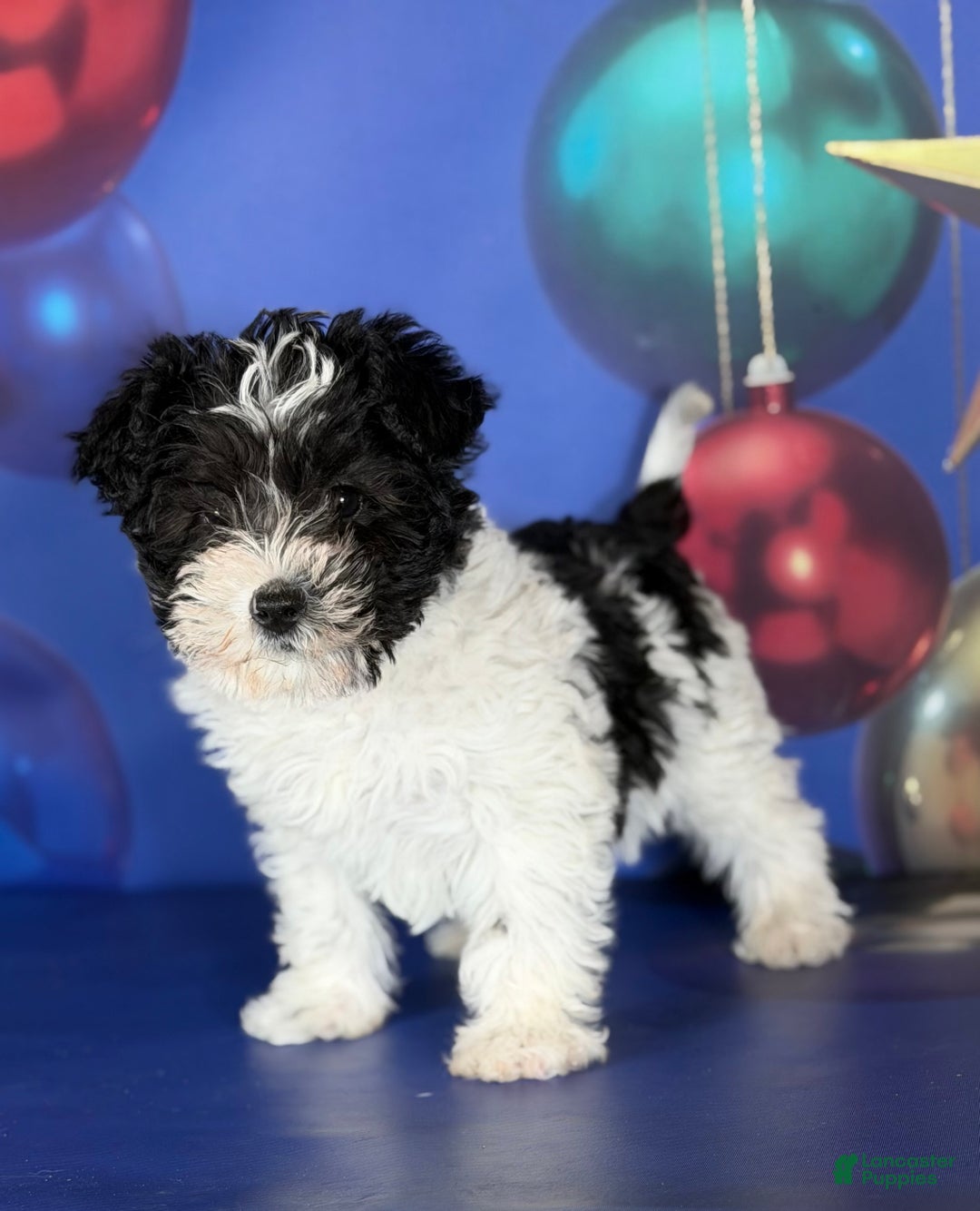 Mixed Breed dogs for sale: Panda - Ad 3