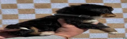 Bernese Mountain Dog dogs for sale: LB - Ad 2