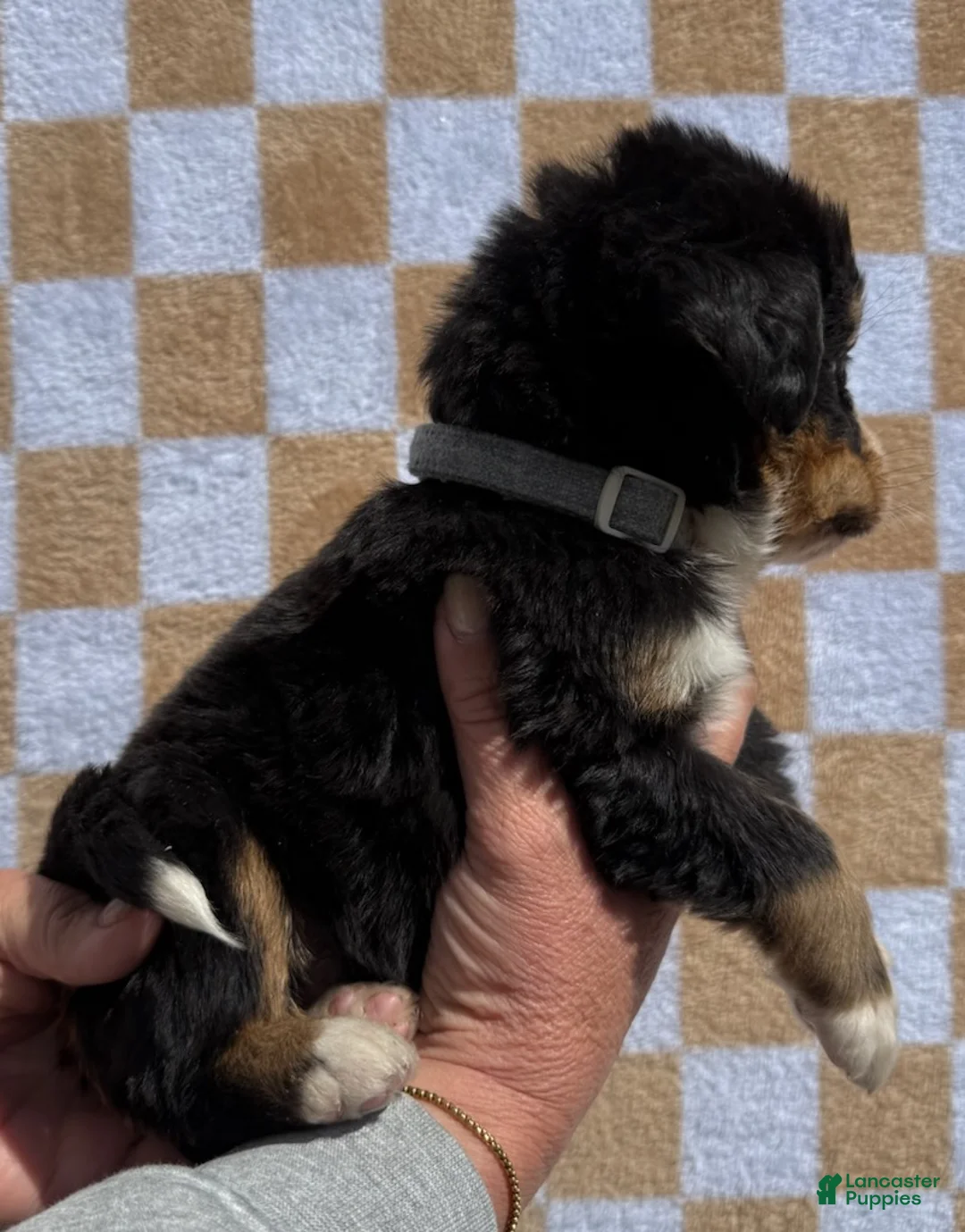 Bernese Mountain Dog dogs for sale: LB - Ad 2