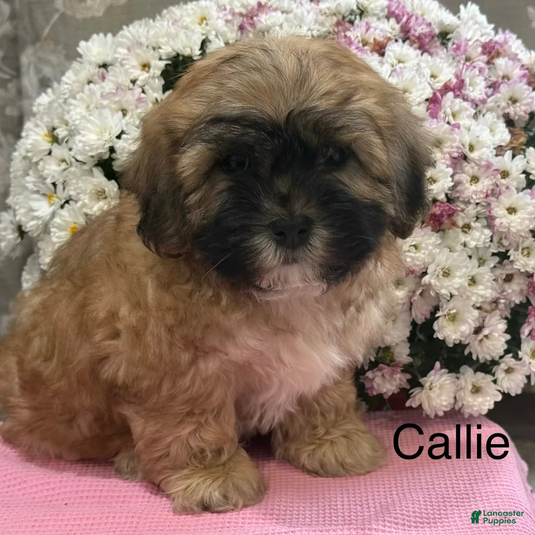Teddy Bear dogs for sale: Callie - Ad 1