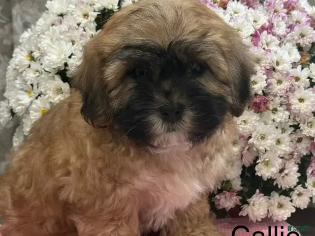 Teddy Bear dogs for sale: Callie - Ad 1