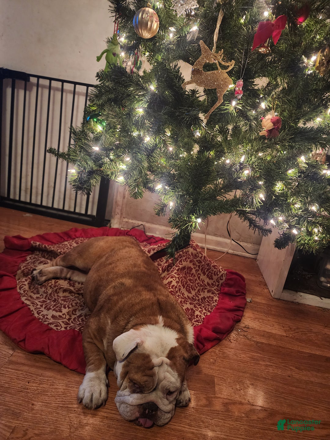 English Bulldog dogs for sale: English Bulldog Puppy 1 - Ad 3