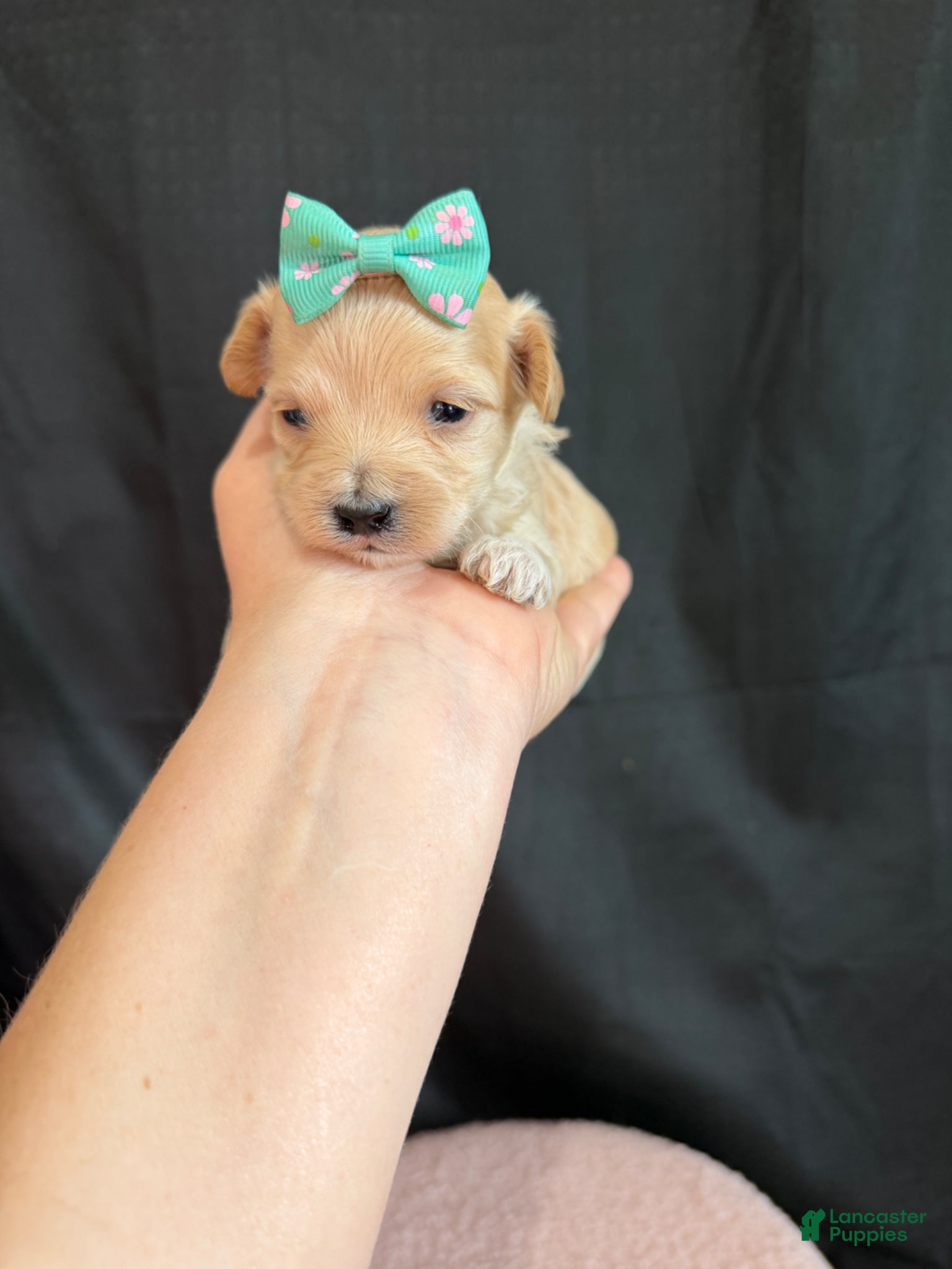Maltipoo dogs for sale: Maltipoo! Turquoise Bow! - Ad 6