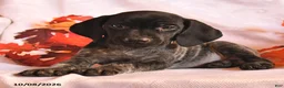 German Shorthaired Pointer dogs for sale: Champion - Ad 3