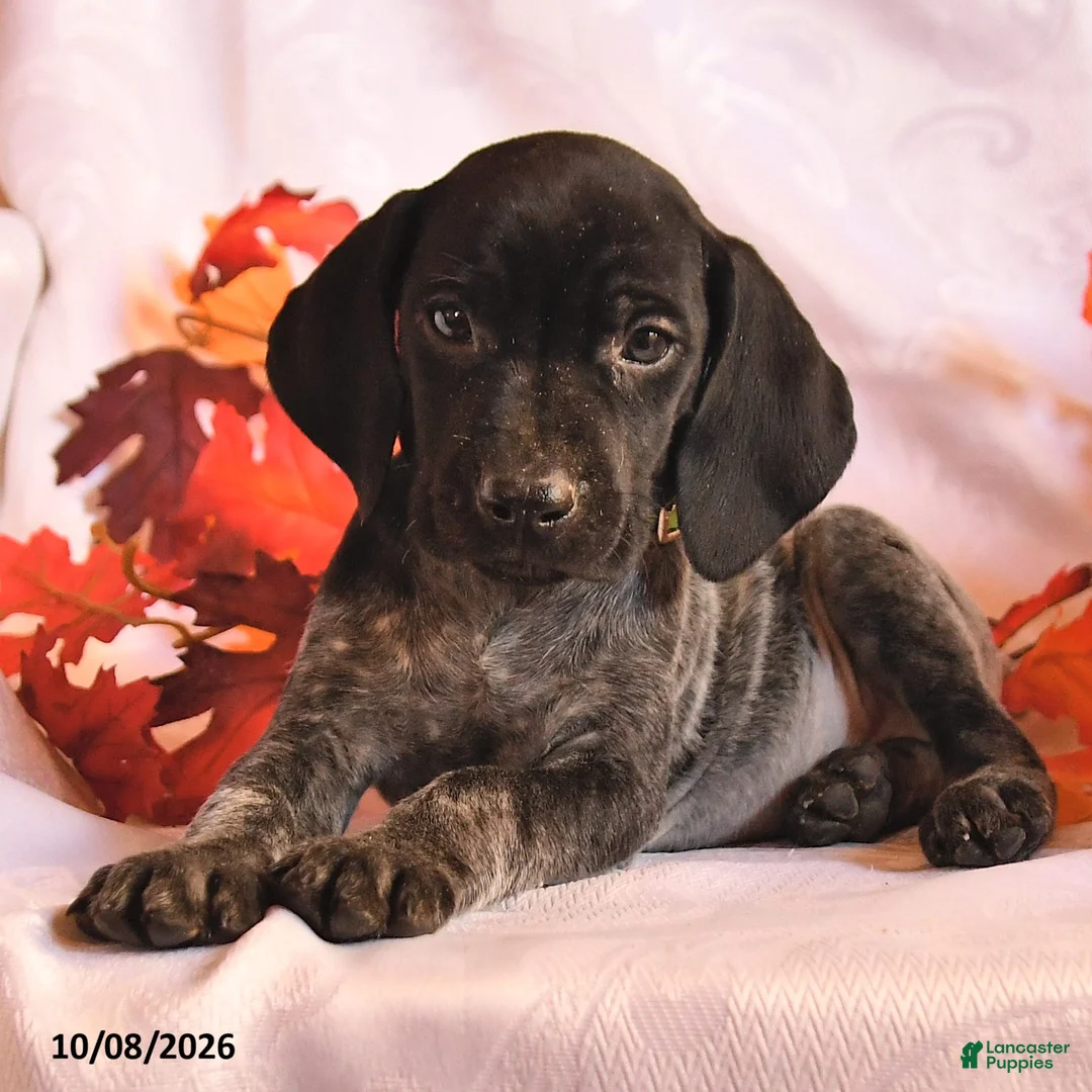 German Shorthaired Pointer dogs for sale: Champion - Ad 3