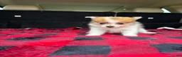 Pomeranian dogs for sale: Mikey - Ad 4