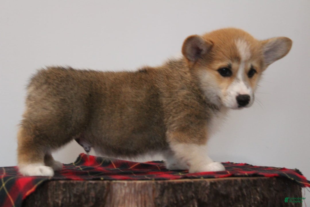 Welsh Corgi Pembroke dogs for sale: Husky - Ad 3