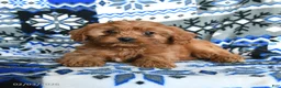Cavapoo dogs for sale: Snuggles   - Ad 3
