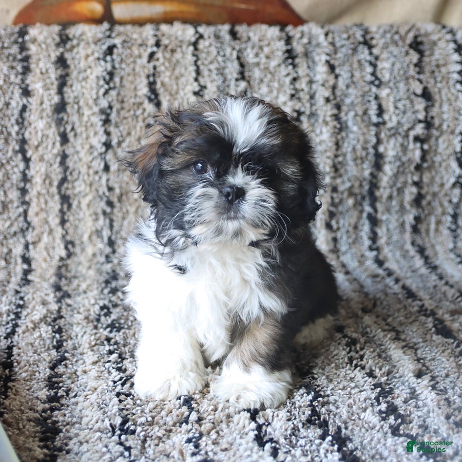 Shih Tzu dogs Quincy - Ad 1