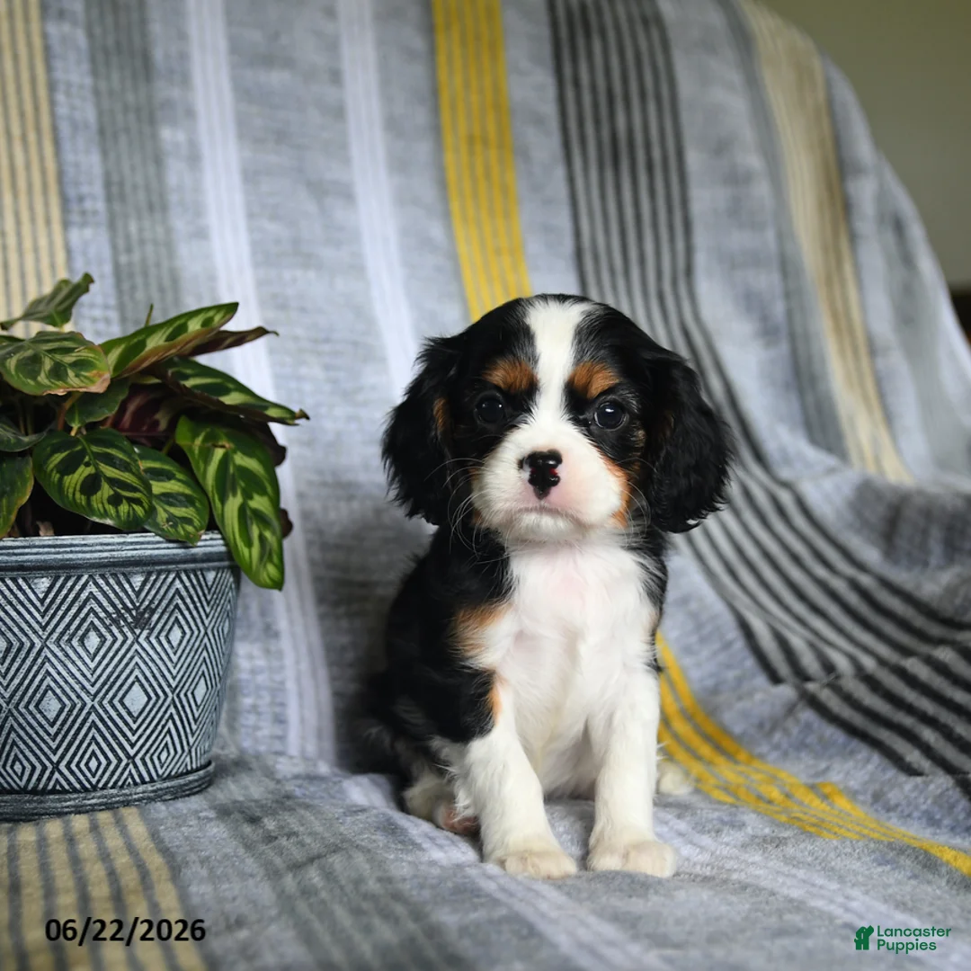 Cavalier King Charles Spaniel dogs for sale: Jill - Ad 1