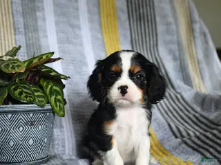Cavalier King Charles Spaniel dogs for sale: Jill - Ad 2