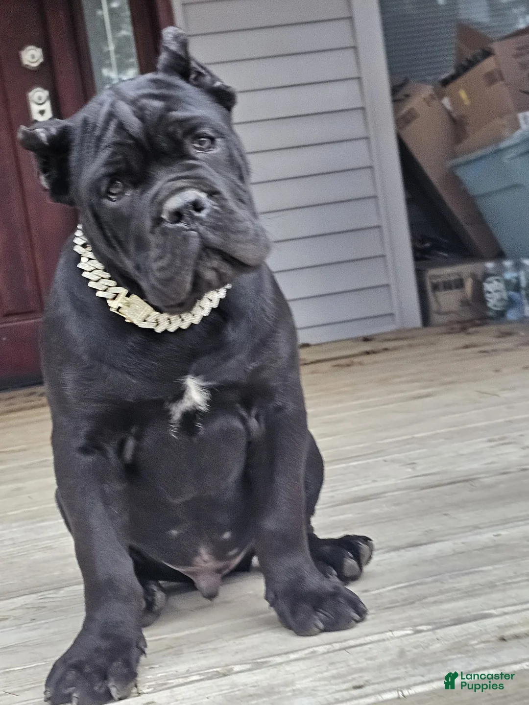 Cane Corso dogs for sale: ZEUS - Ad 35
