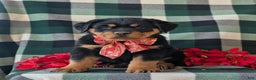 Rottweiler dogs for sale: Astro - Ad 3