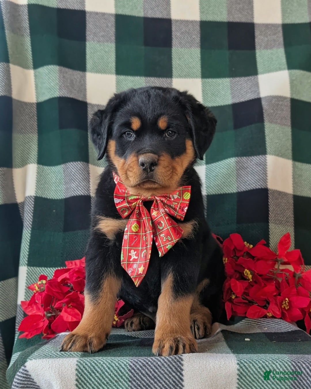Rottweiler dogs for sale: Astro - Ad 3