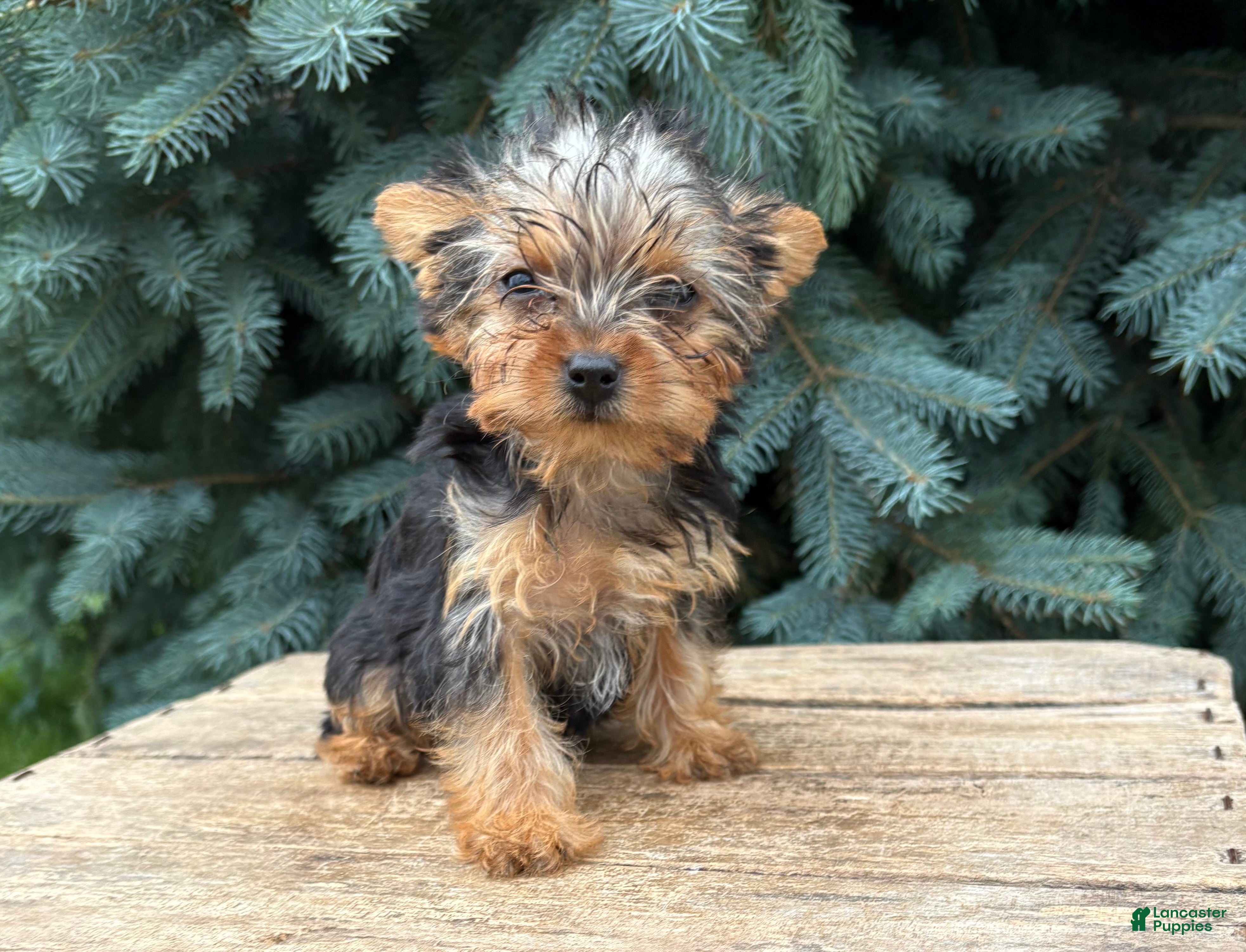 Yorkshire Terrier dogs Jinger - Ad 1