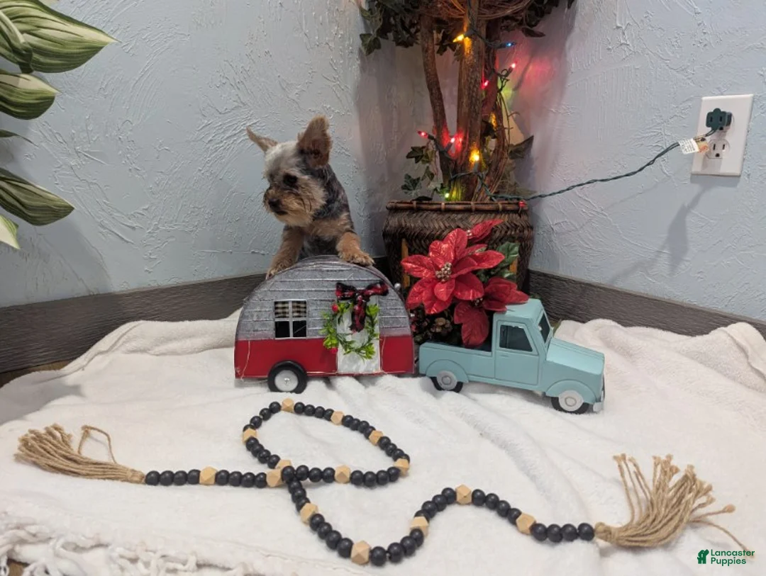 Yorkshire Terrier dogs for sale: Mike - Ad 7