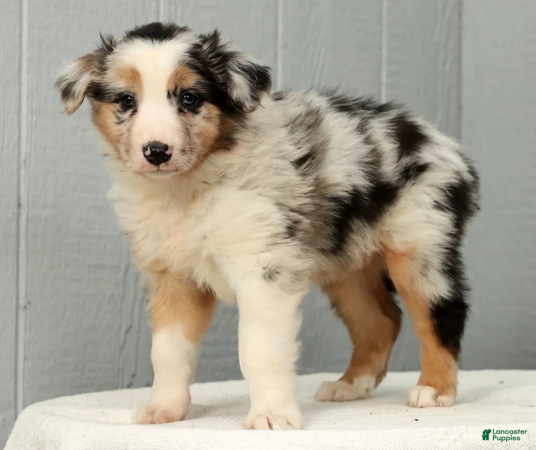 Australian Shepherd dogs for sale: Gary - Ad 6