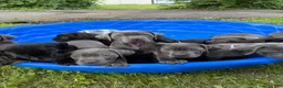 Cane Corso dogs for sale: Cane Corso 10 - Ad 2